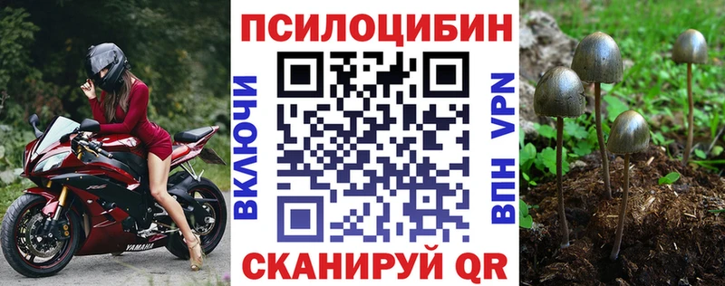 Псилоцибиновые грибы Psilocybe где можно купить наркотик Калининград